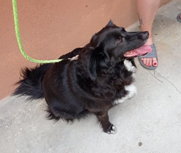 Nerina, Splendida Simil Cocker Di 5 Anni